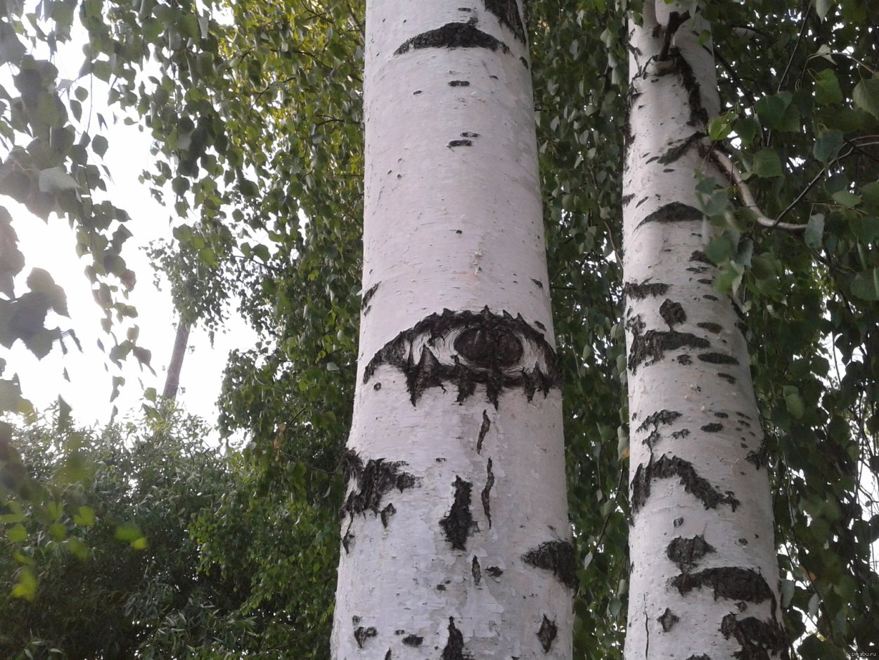 Береза смешная