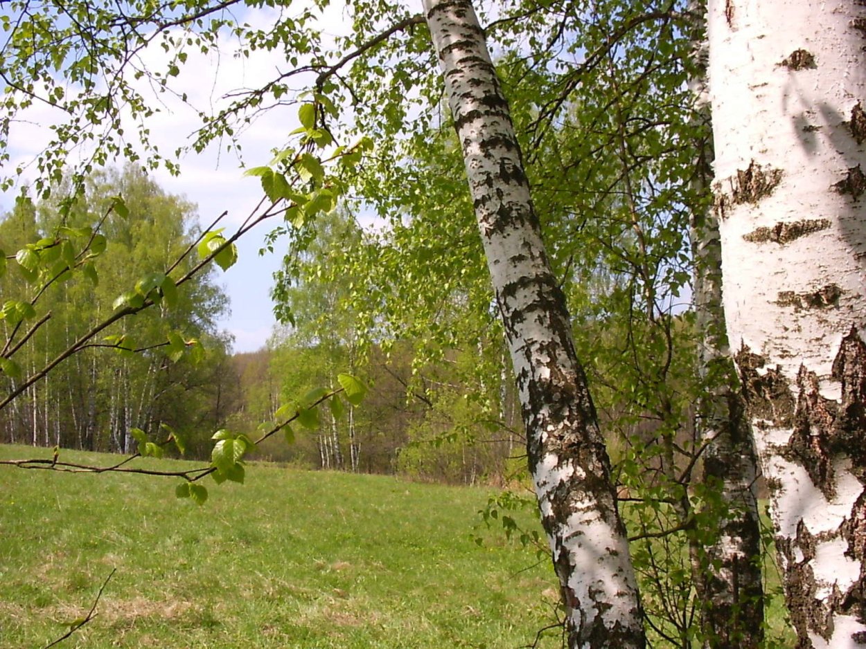 Березы у реки