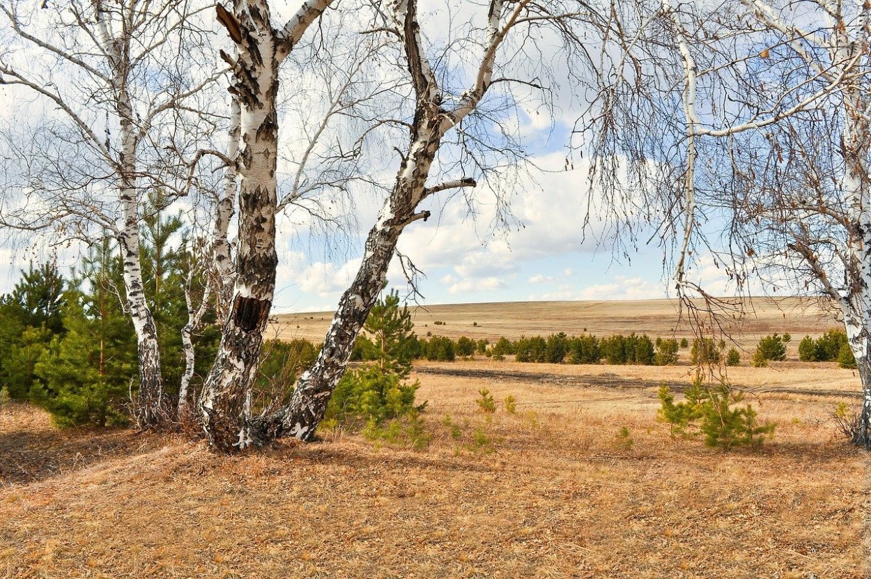 Засохшая береза