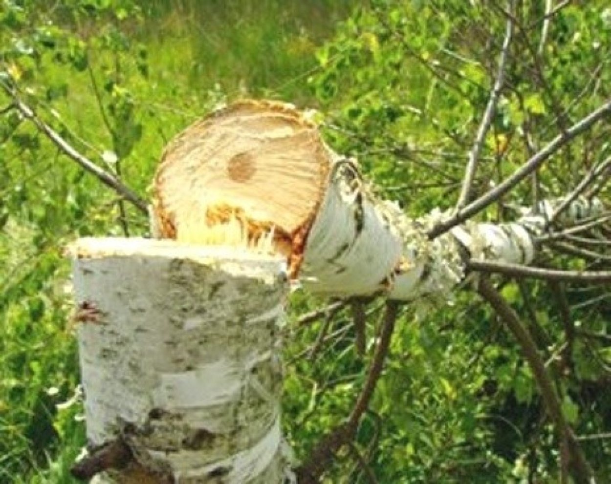 Рубка березы