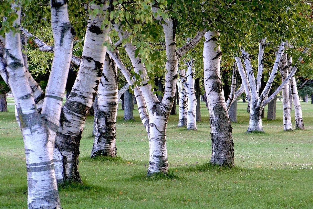 Берёза (лат. Bétula)