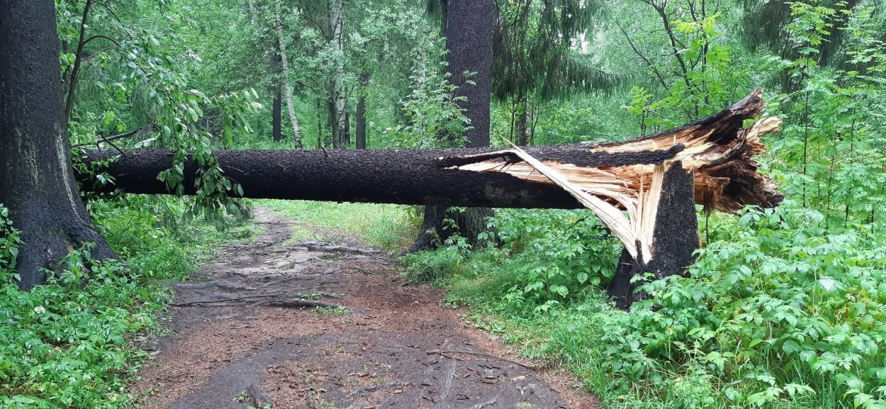 Дерево падает в лесу