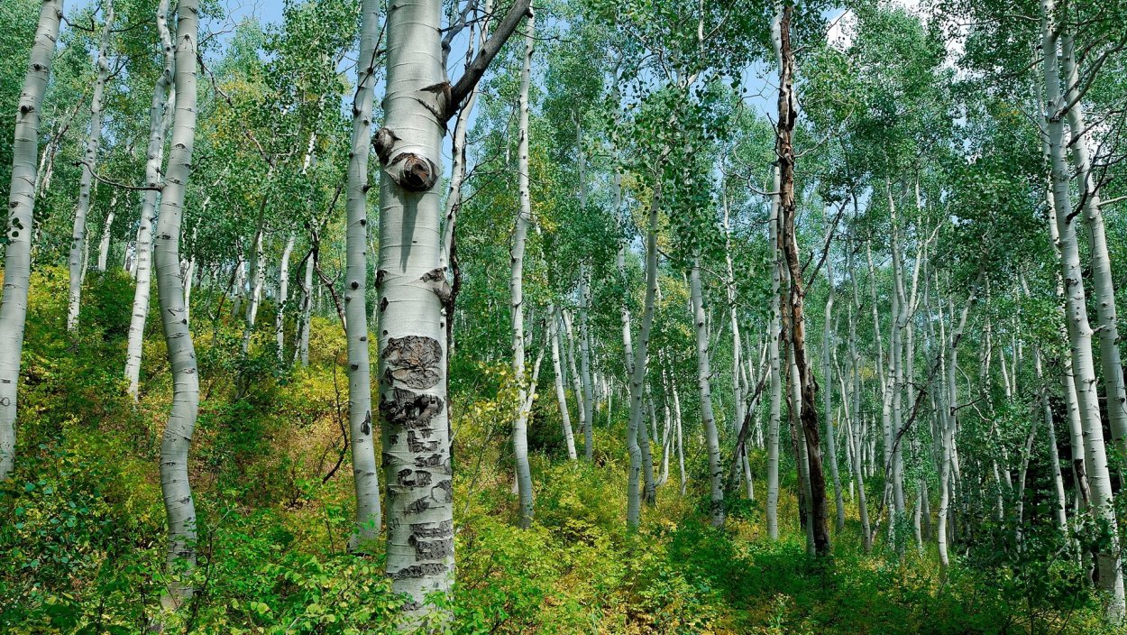 Березовая роща Кострома