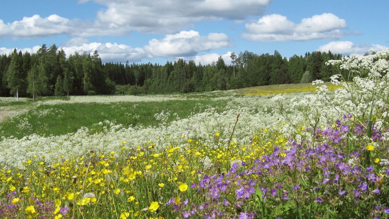 Луга Костромской области