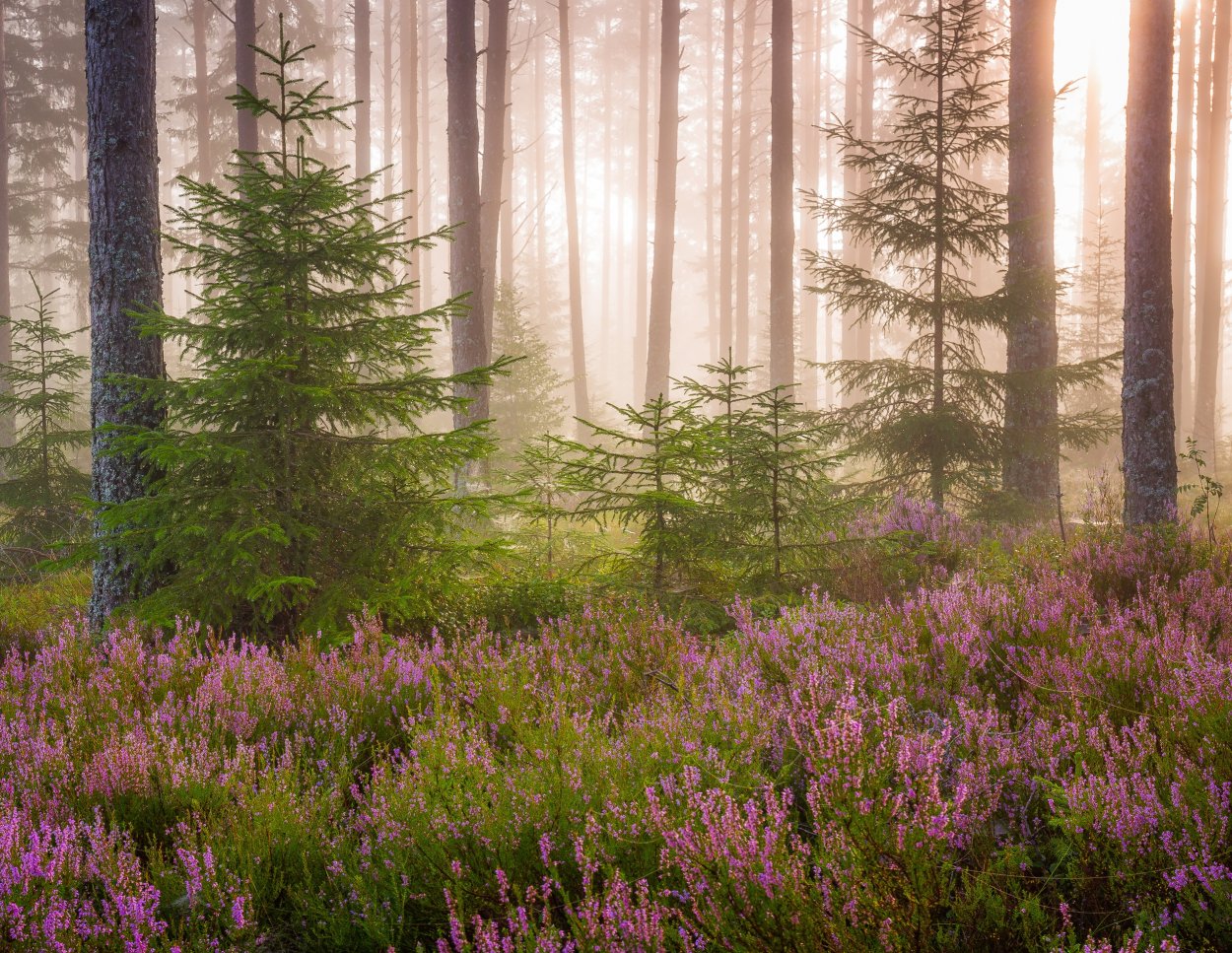 Еловый лес