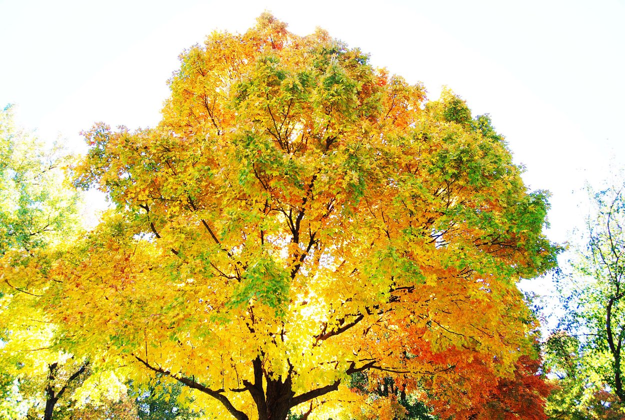 Клен листопадный