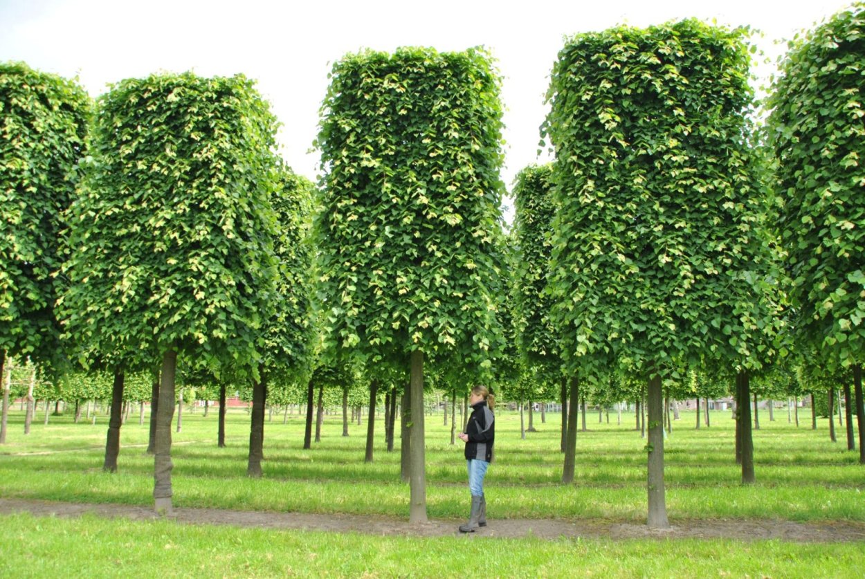 Липа мелколистная Greenspire