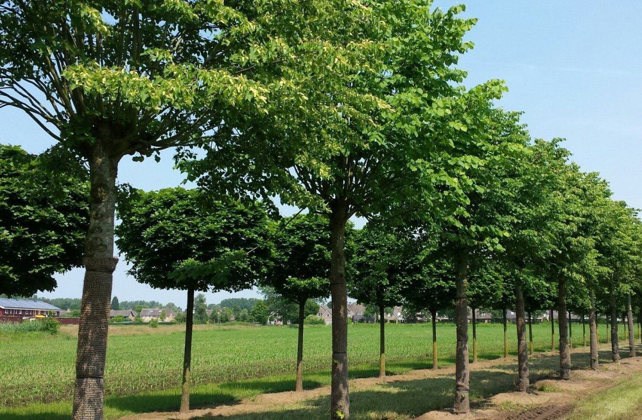 Липа мелколистная сердцевидная