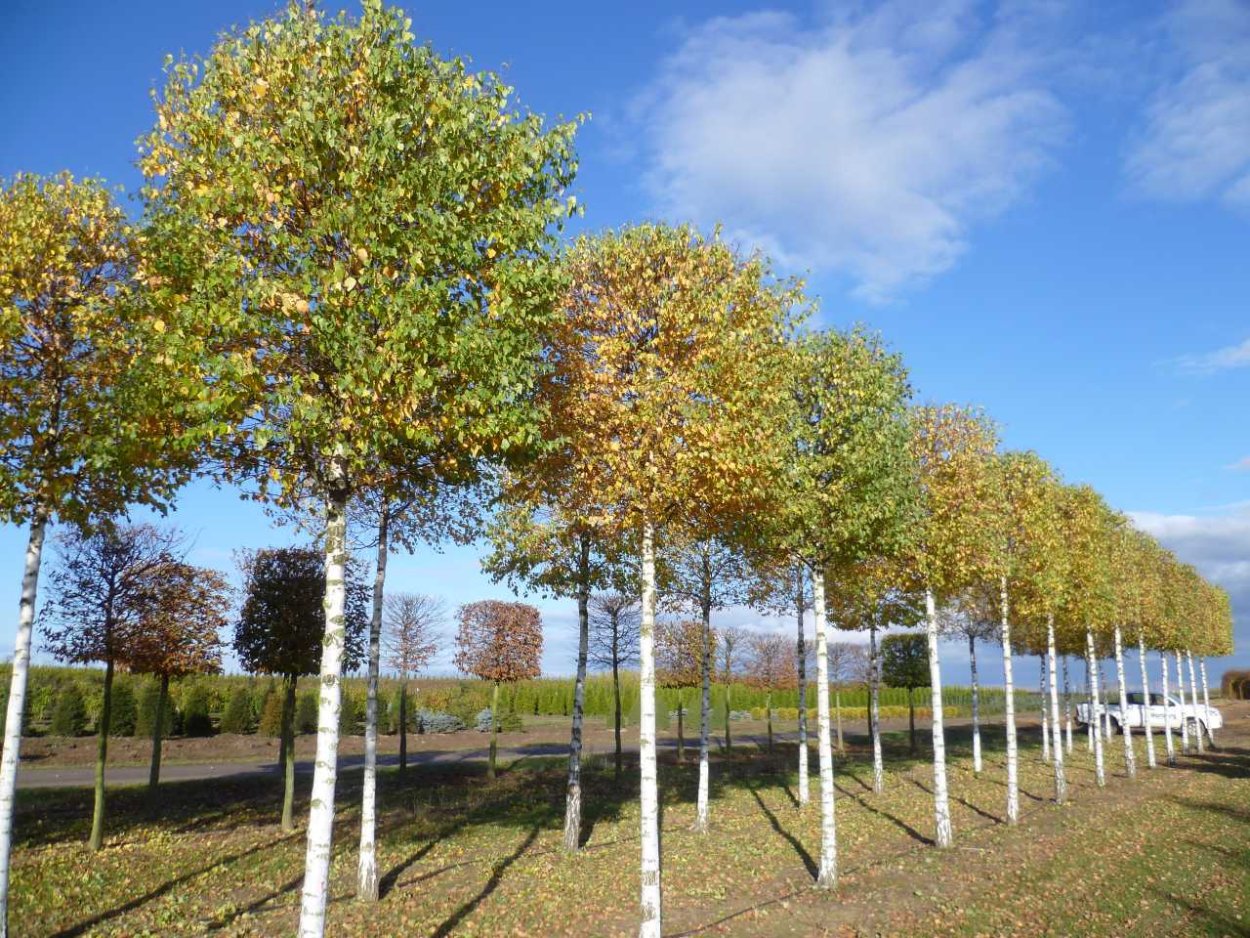 Клен Сибирский крупномер