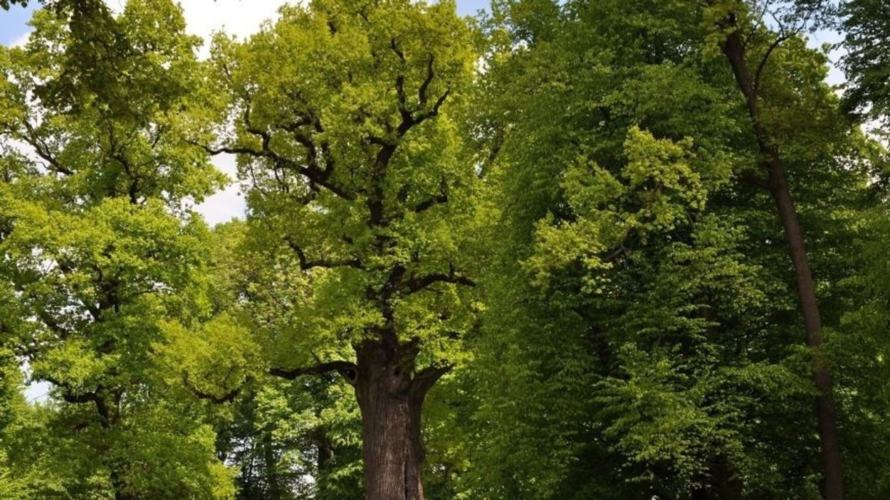 Дуб широколиственный лес