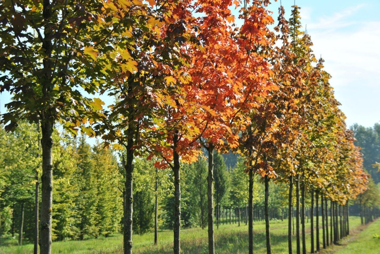 Клён остролистный платановидный