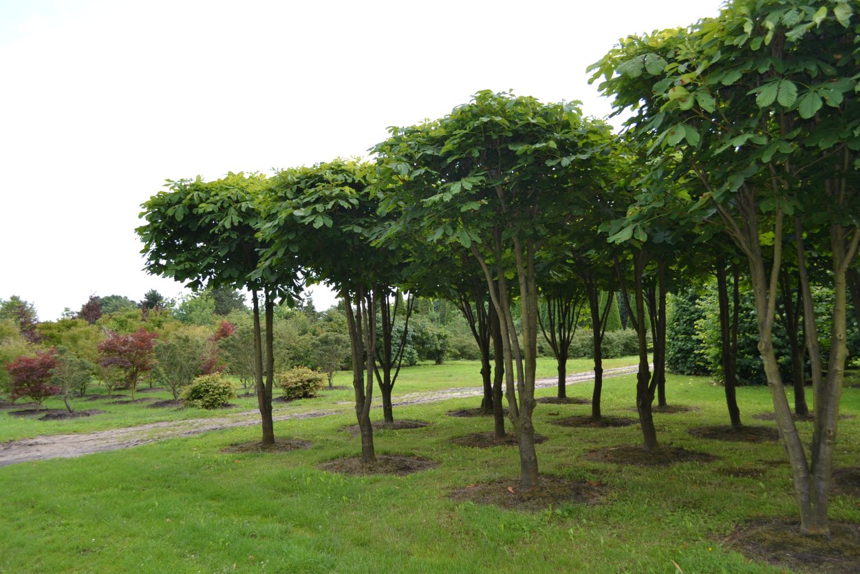 Маньчжурский орех многоствольный