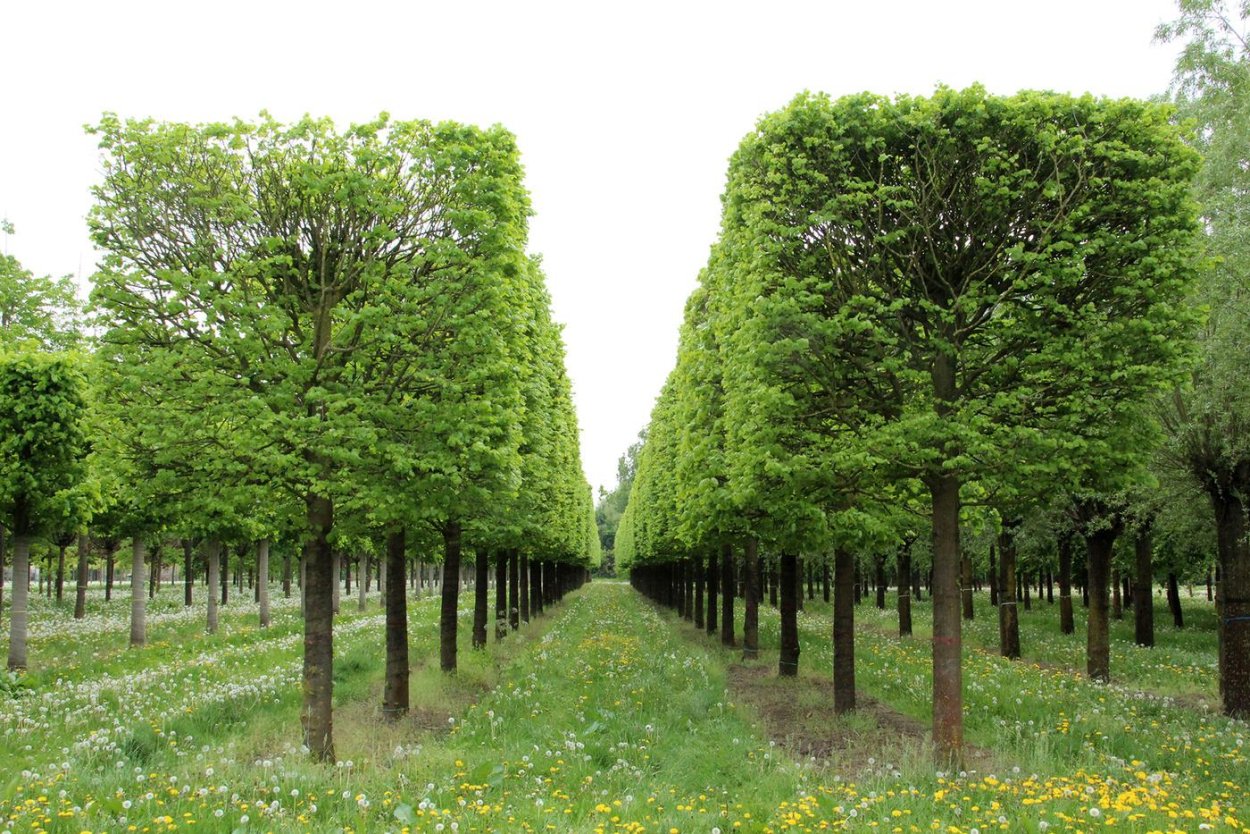 Липа мелколистная дерево