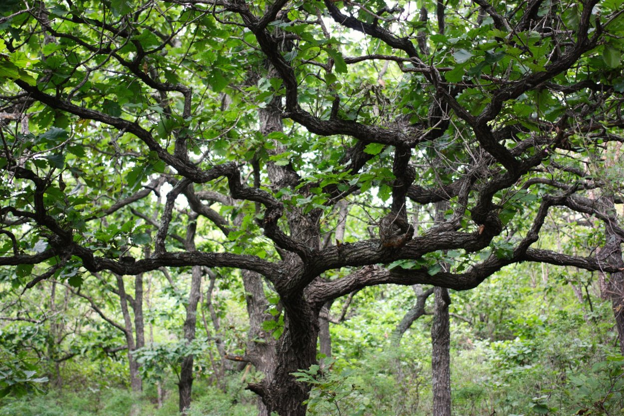 Дуб зубчатый кора