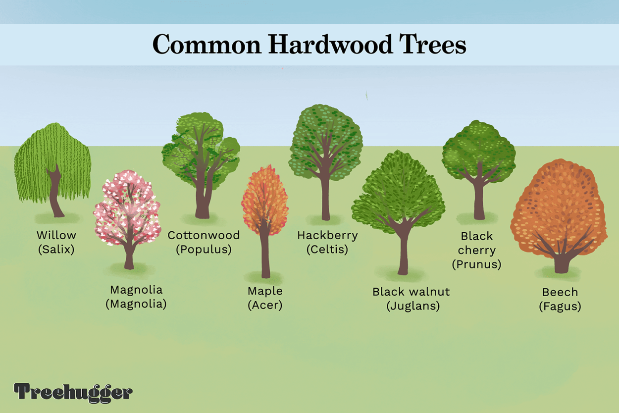 Deciduous Trees names
