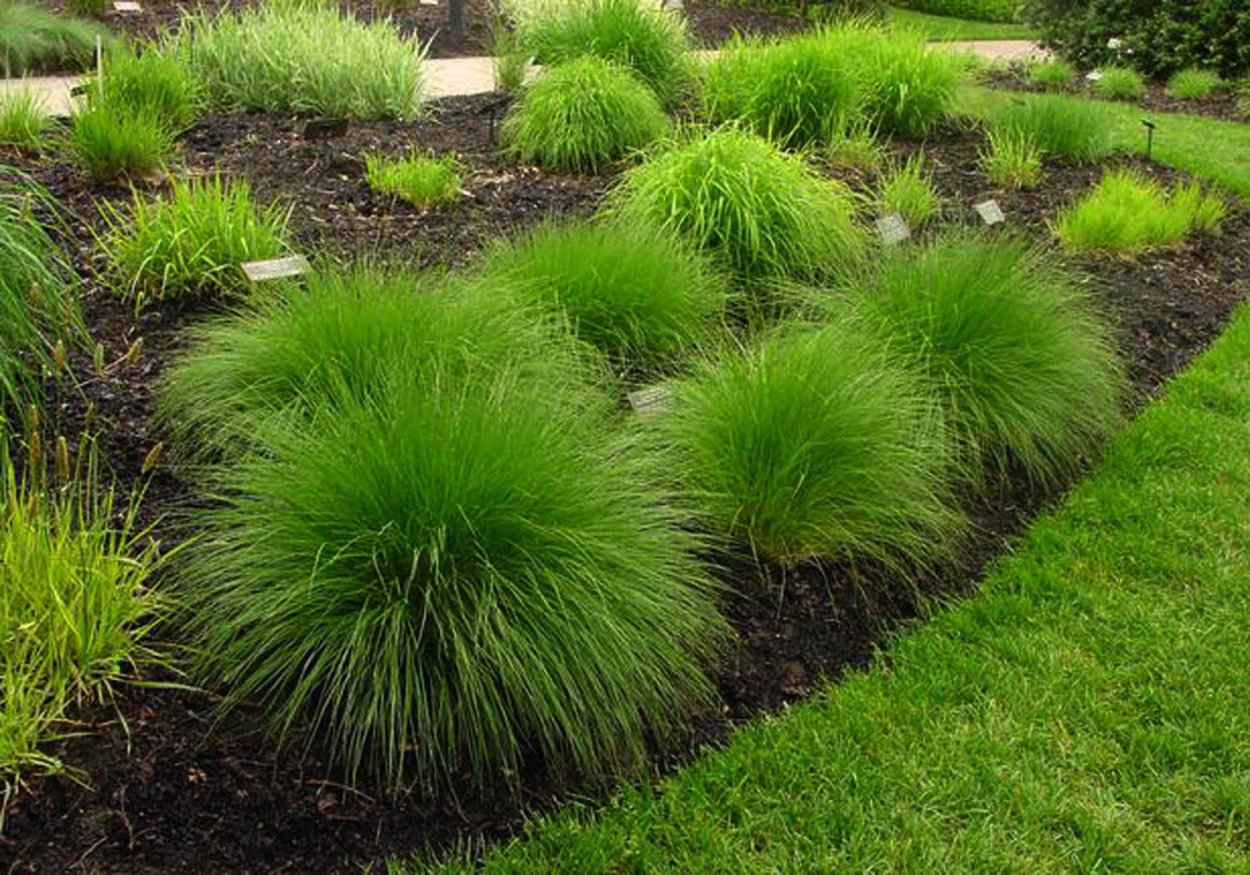 Овсяница метельчатая (Festuca Scoparia)