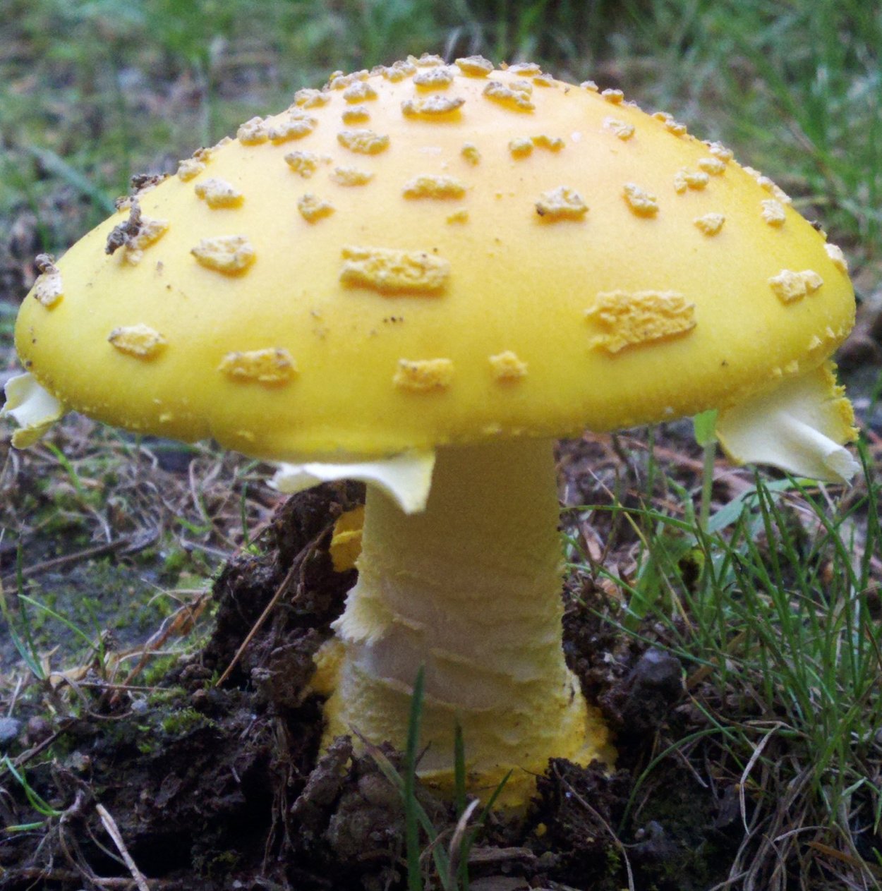 Желтый гриб съедобный