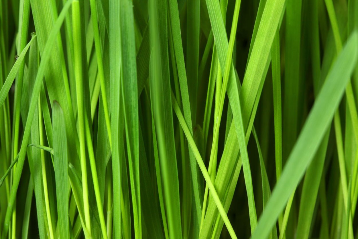 Трава для газона Canada Green