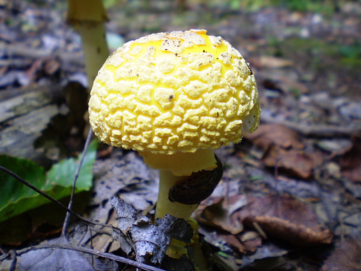 Зеленый мухомор (Amanita phalloides)