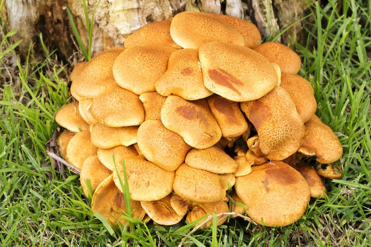 Желтые грибы кучами