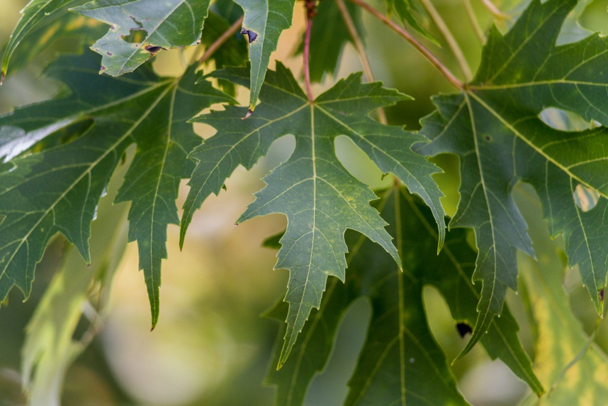 Клен сахаристый (серебристый) Acer saccharinum