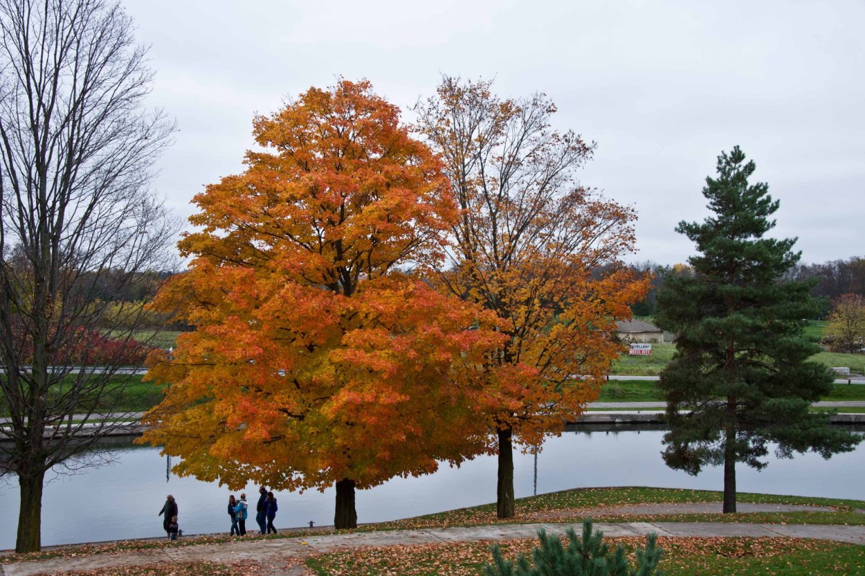 Клен сахарный — Acer Saccharum