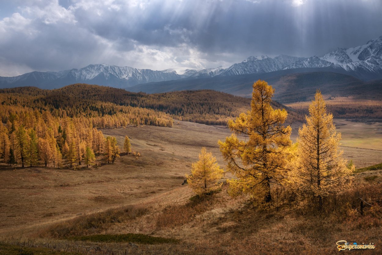 Горный Алтай лиственница