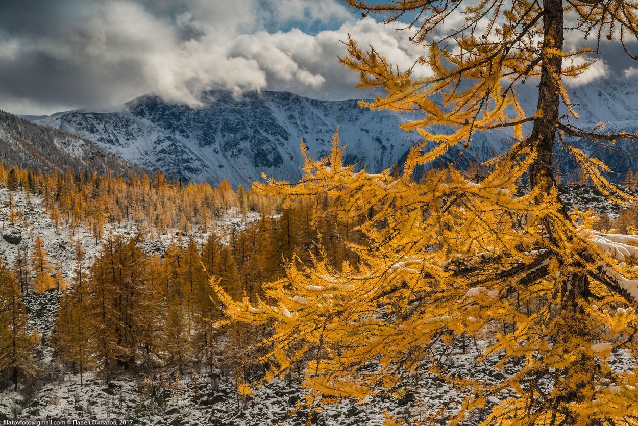 Алтай лиственница осенью