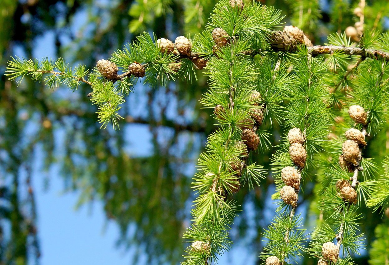 Лиственница Сибирская Larix sibirica