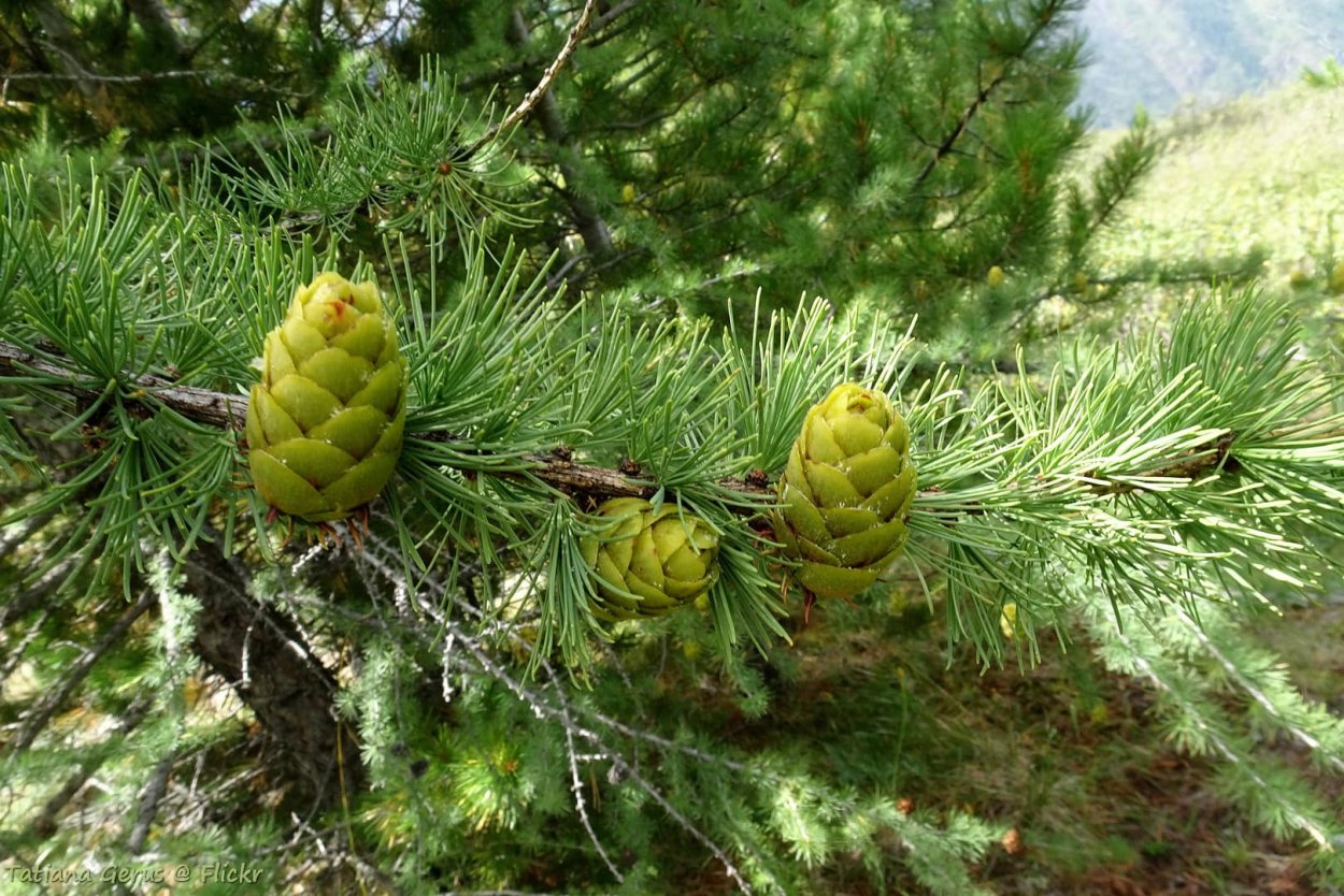 Лиственница Сибирская Larix sibirica
