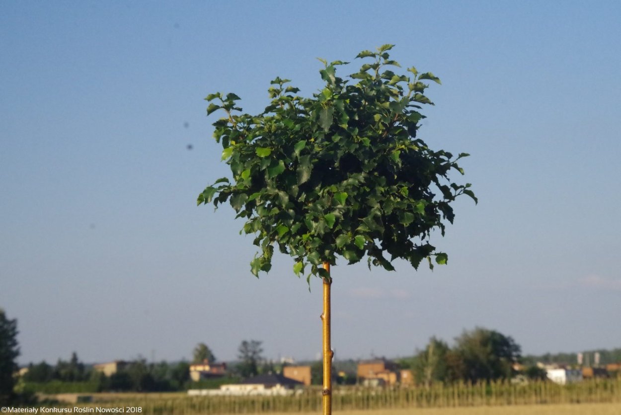 Betula pendula Magical Globe