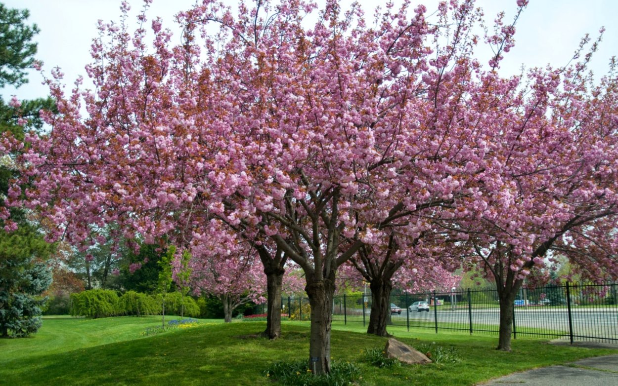 Вишня мелкопильчатая (Сакура) (Prunus serrulata)