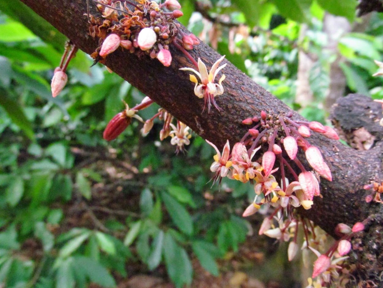 Какао (Theobroma Cacao)