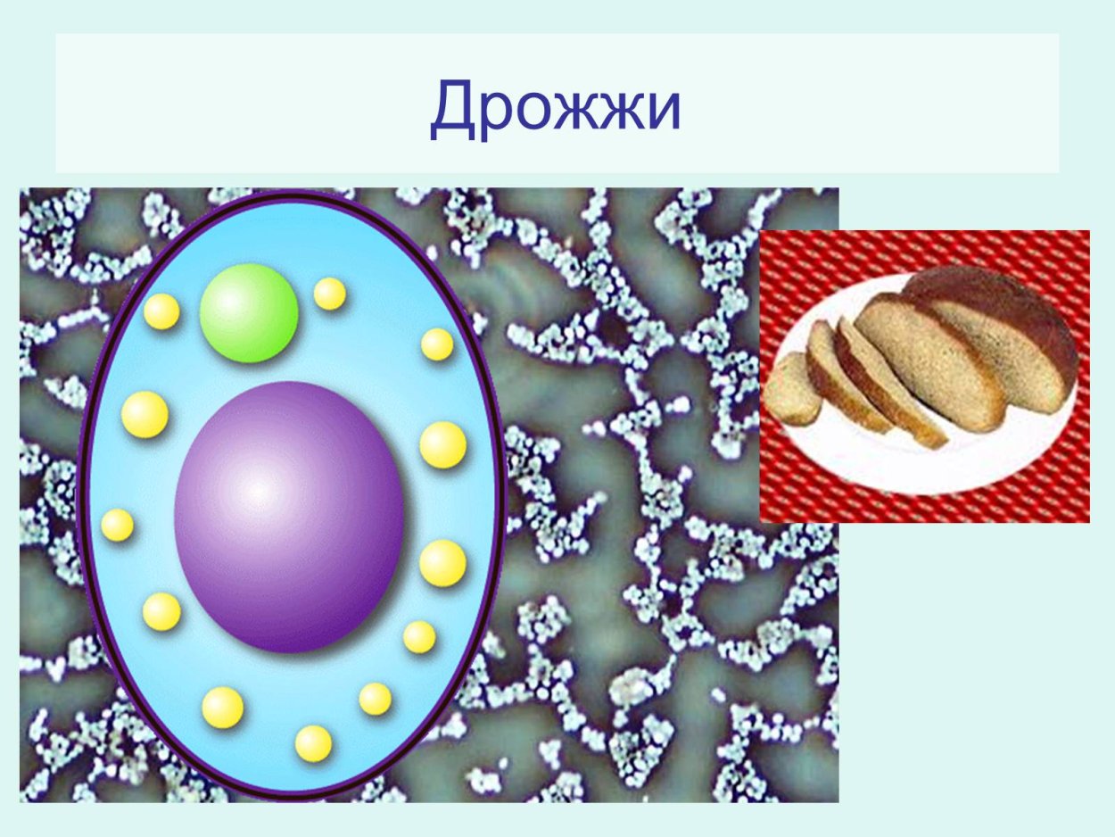 Дрожжи Saccharomyces cerevisiae