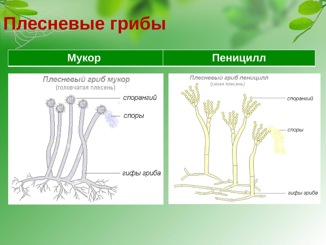 Инфузория Vorticella