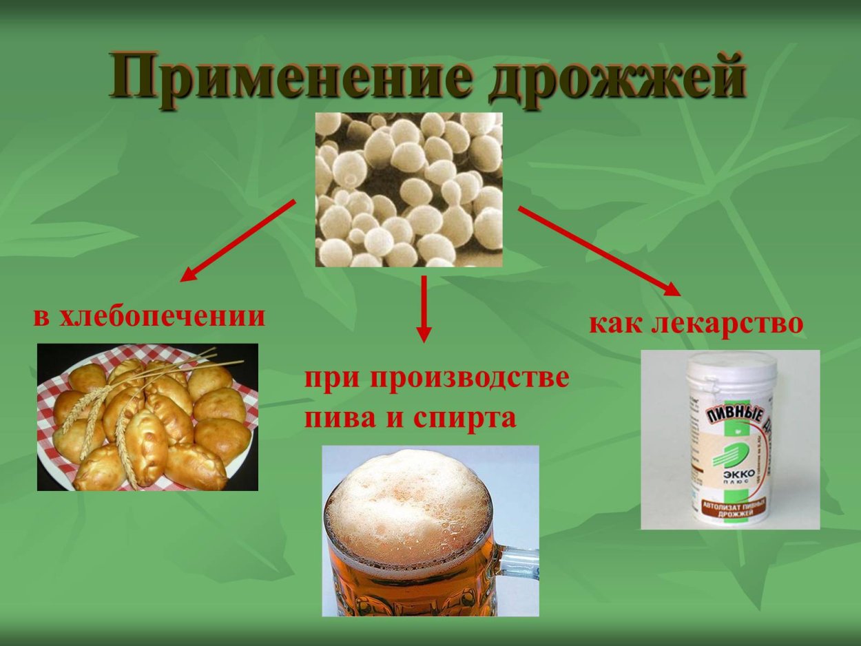 Грибы мукор пеницилл дрожжи