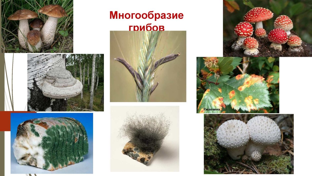 Дрожжеподобные грибы микроскоп