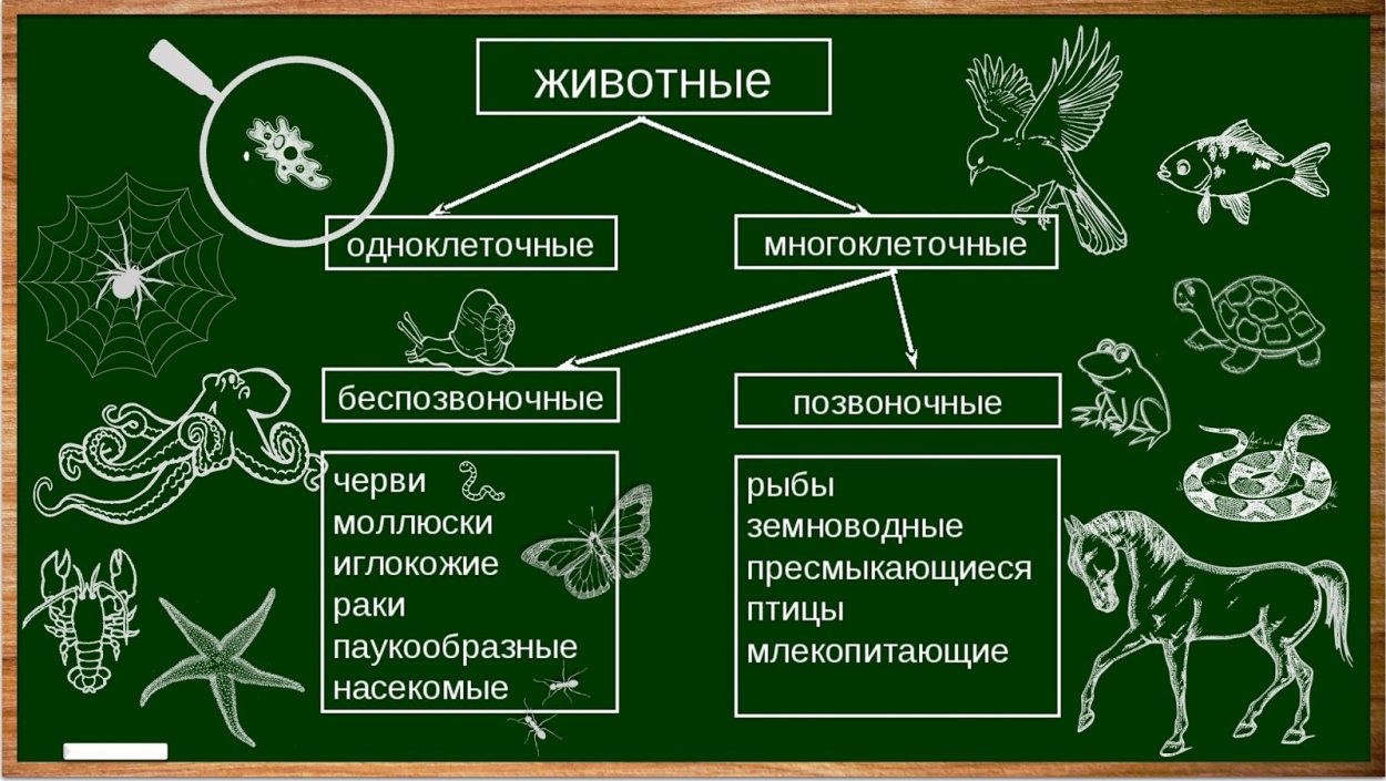 Пыльца микроскопия