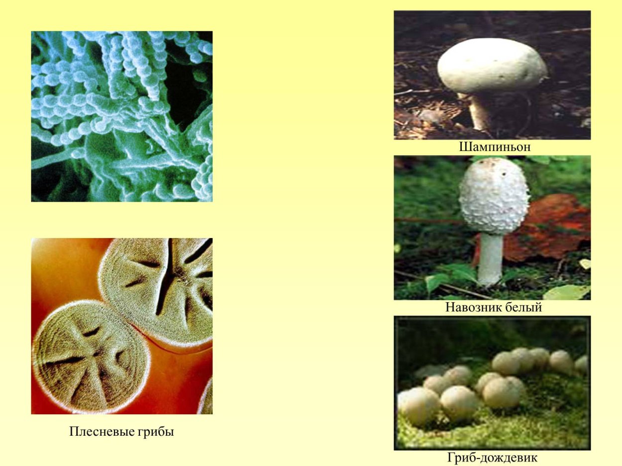 Saccharomyces cerevisiae почкование