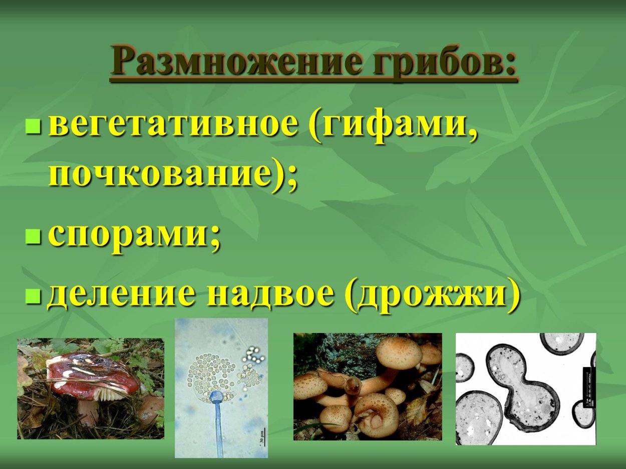 Дрожжи грибы