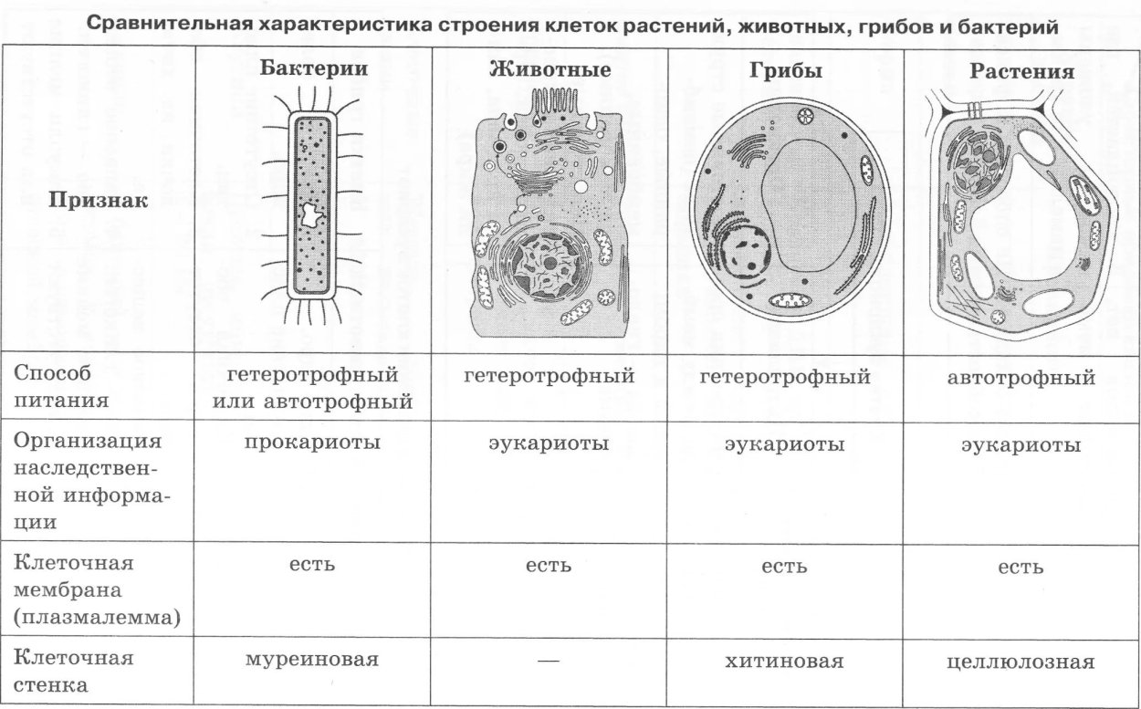 Древние одноклеточные