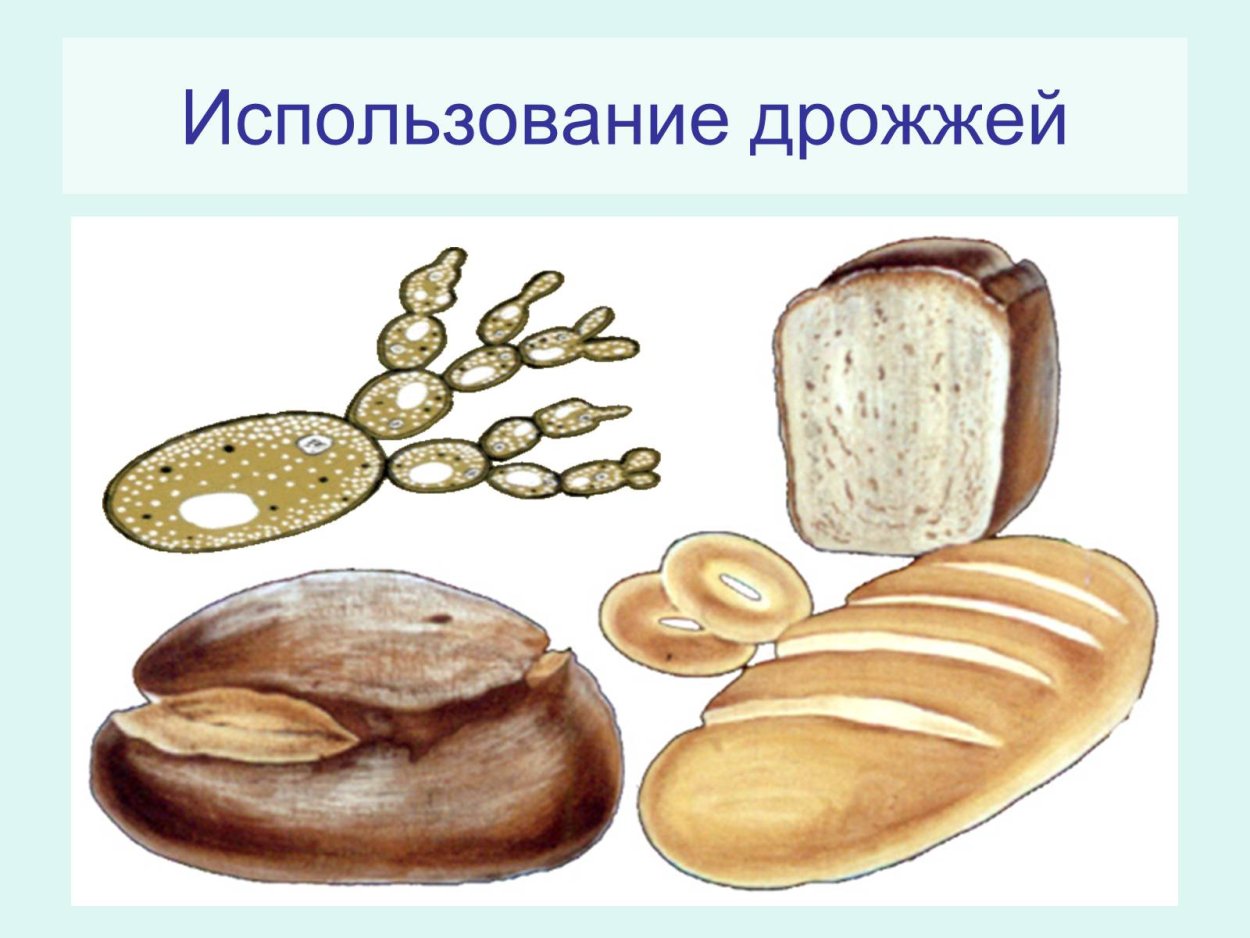 Грибы дрожжи питание размножение