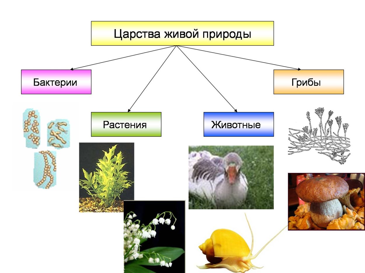 Грибы питание гетеротрофное