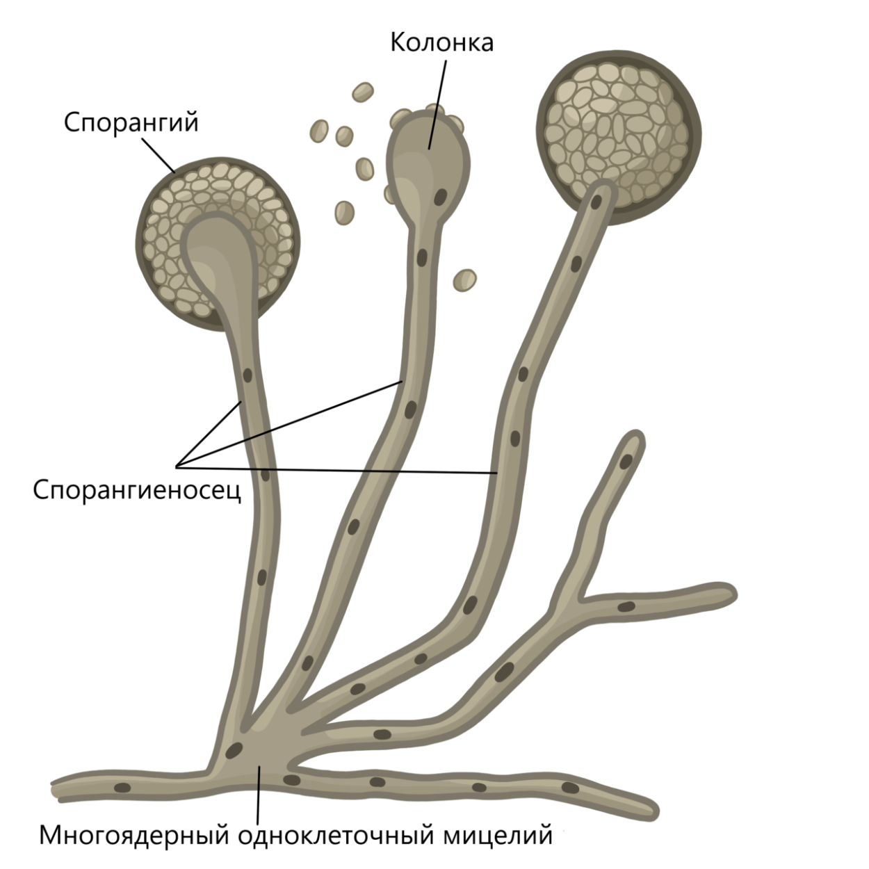 Saccharomyces cerevisiae грибы
