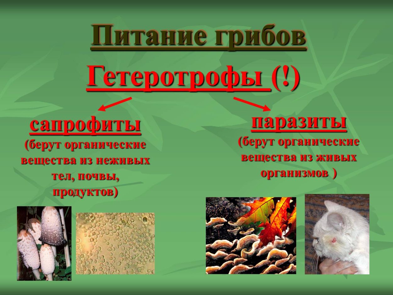Сравнение клеток растений животных грибов и бактерий