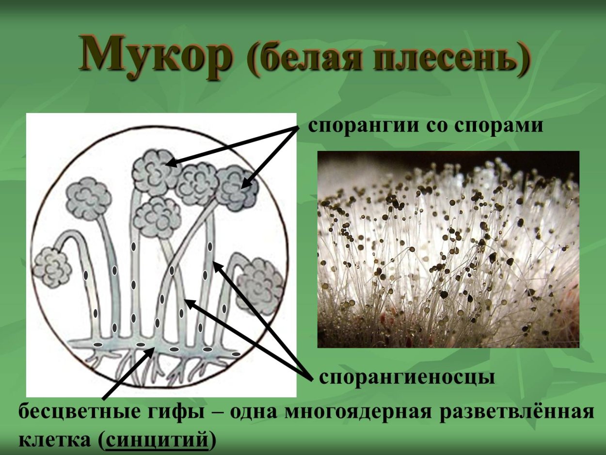 Строение дрожжевой клетки 5 класс биология