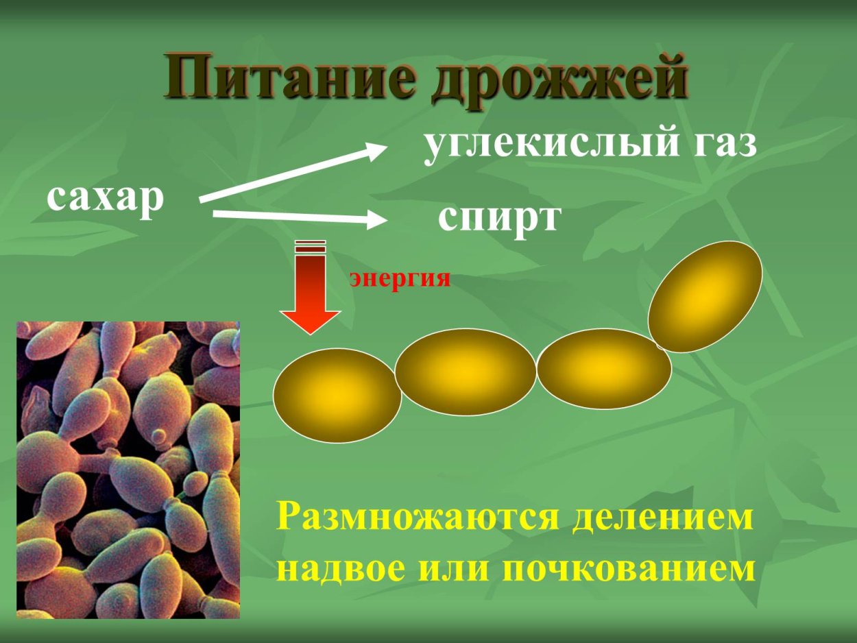 Saccharomyces cerevisiae псевдомицелий