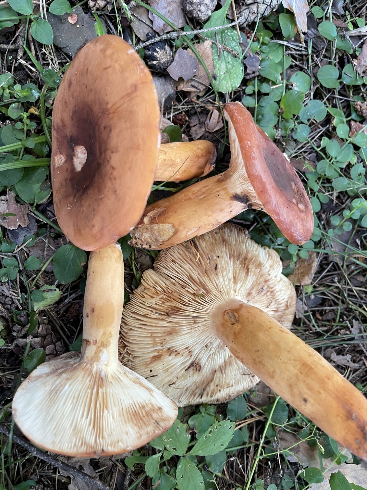 Lactarius volemus подмолочник