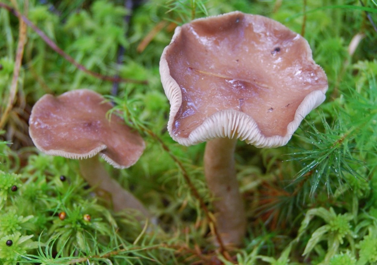 Млечник блёклый Lactarius vietus-