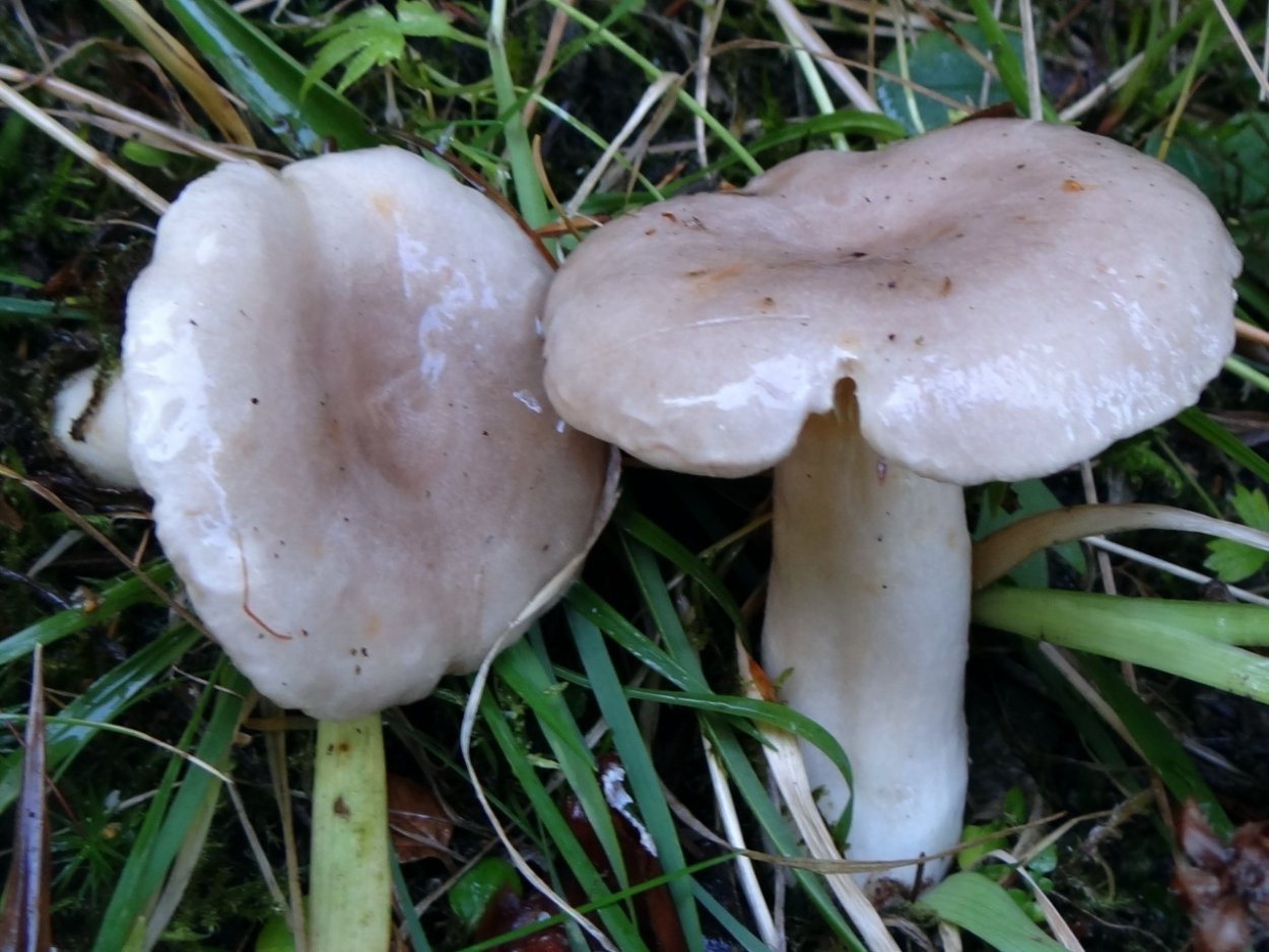Млечник лиловеющий (Lactarius violascens)